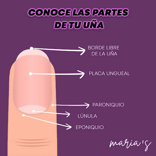 Anatomia Del Diseño De La Uña