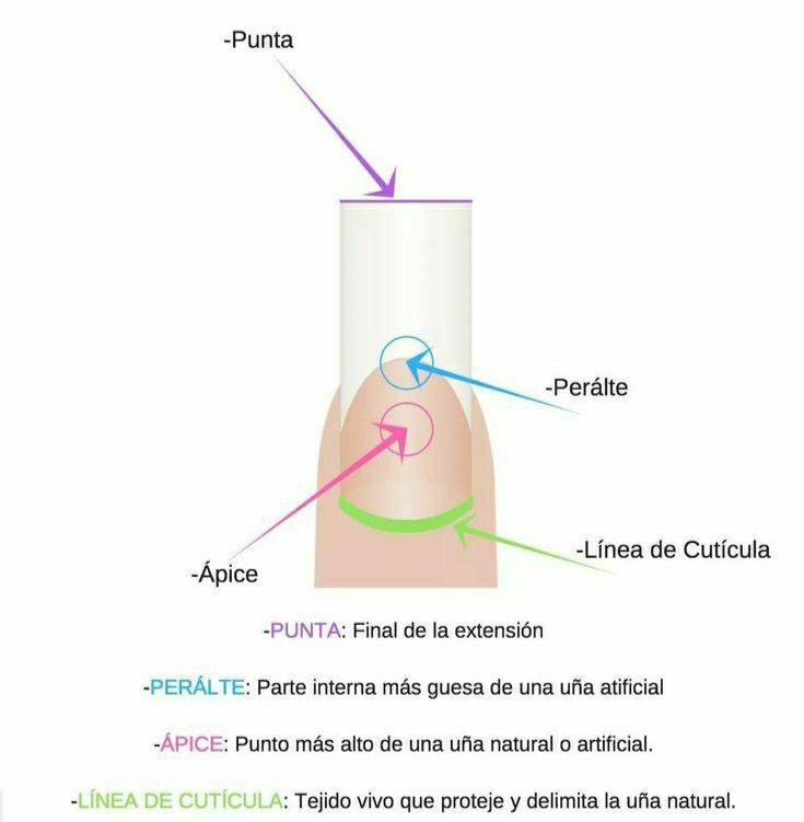 anatomia-del-diseno-de-la-una-5