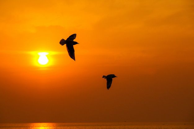 diseno-de-unas-de-gaviotas-en-fondo-naranja-6