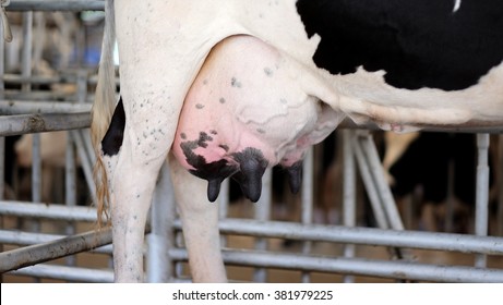 diseno-de-unas-vaca-con-ubres-7