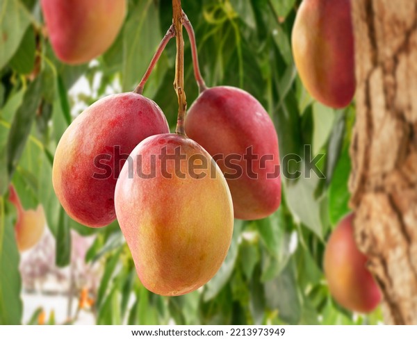 disenos-frutales-mango-de-unas-2
